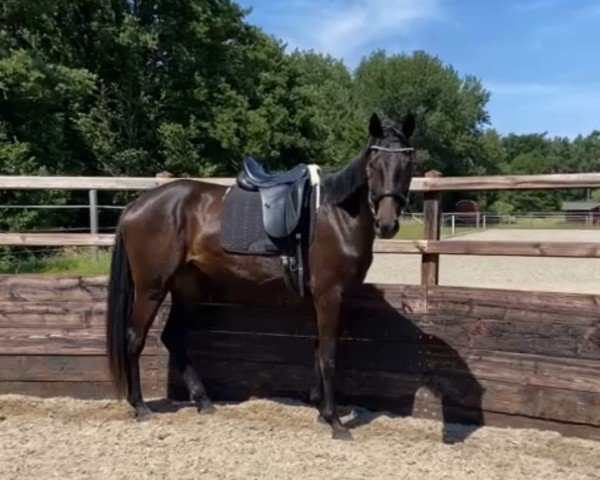 horse Dea Davidia (Hanoverian, 2021, from Despacito 16)