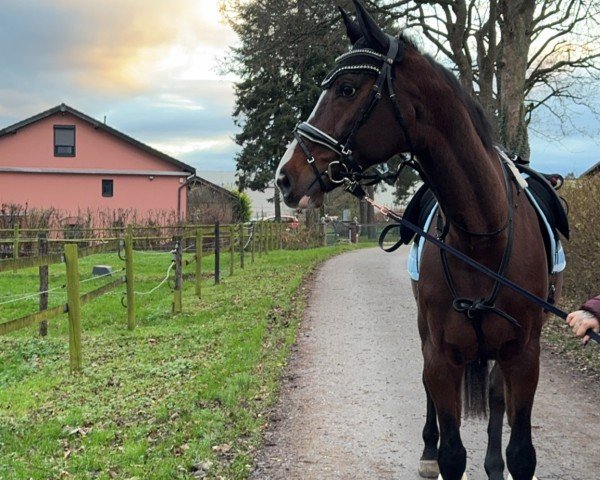 Springpferd ChicChic B (Rheinländer, 2012, von Chin Win)