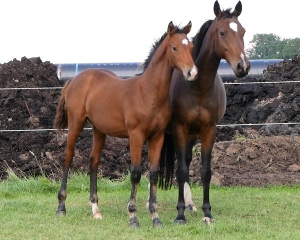 Pferd HF v Lamiro (Deutsches Reitpferd, 2023, von Lamiro)