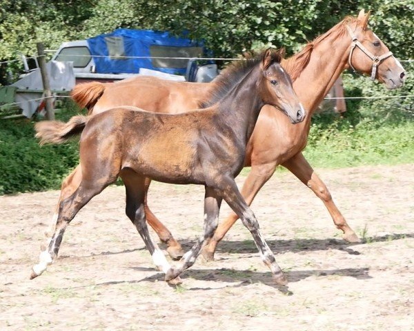 Pferd HF v Lamiro (Deutsches Reitpferd, 2023, von Lamiro)