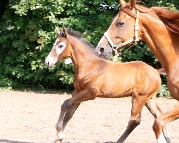 Pferd HF v Lamiro (Deutsches Reitpferd, 2023, von Lamiro)
