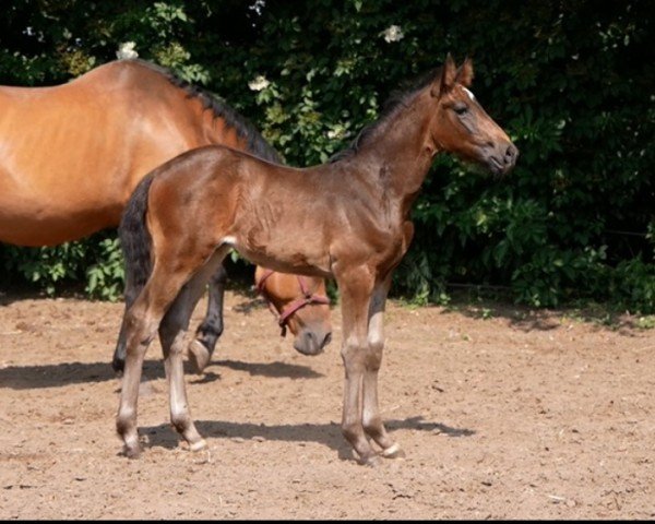 Pferd SF v Lamiro (Deutsches Reitpferd, 2023, von Lamiro)