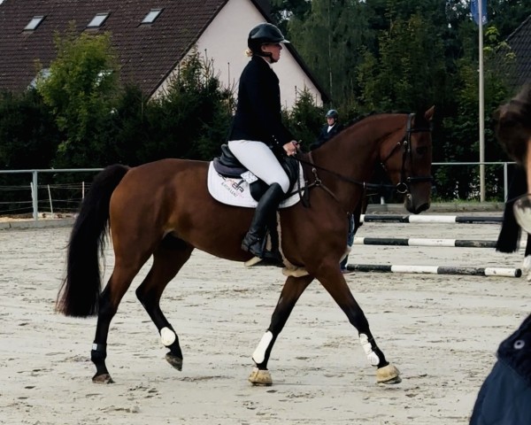 jumper Capizzi K (Westphalian, 2020, from Comme Prevu)