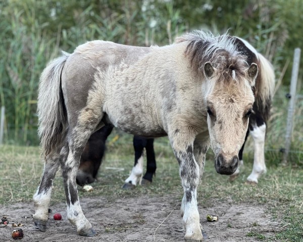 Deckhengst Janikos El Dorado (Shetland Pony, 2024, von Example v. Stal Polderzicht)