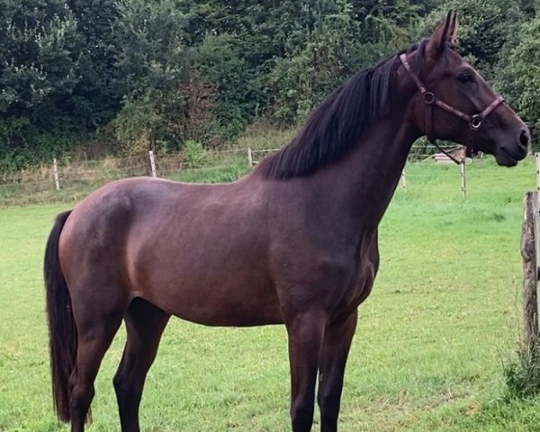 Pferd Casparia CL (Westfale, 2022, von Comme Prevu)