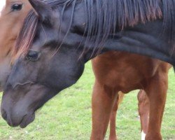 horse For Felino (Oldenburg, 2022, from For Romance I)