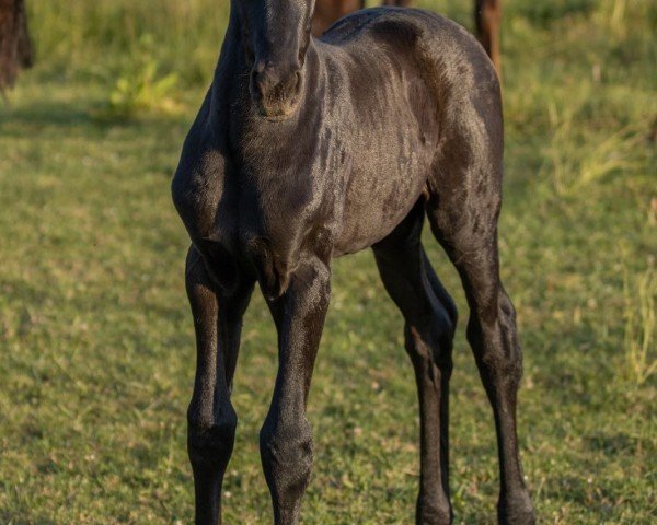 horse For Frieda (Oldenburg, 2023, from Franklin)