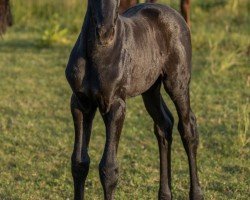 horse For Frieda (Oldenburg, 2023, from Franklin)