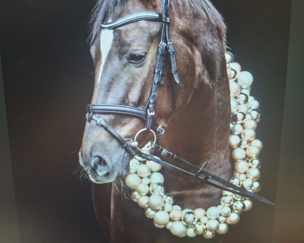 horse Venezia 94 (Oldenburg, 2020, from Le Formidable)