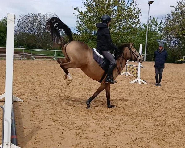 Video of Orchid's Olyvia