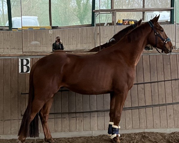 horse Vinh (Westphalian, 2021, from Vainqueur)