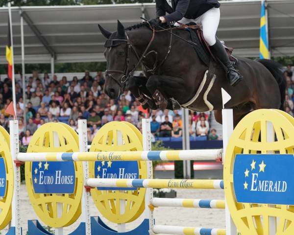 Jumper Heroes Kervec (Selle Français, 2017, from Contendro I)