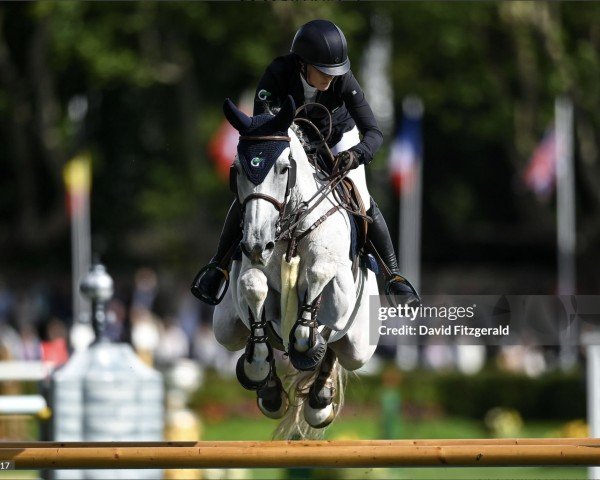 jumper Jargon DN (KWPN (Royal Dutch Sporthorse), 2014, from Zirocco Blue)