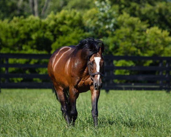 stallion Yoshida xx (Thoroughbred, 2014, from Heart´s Cry xx)