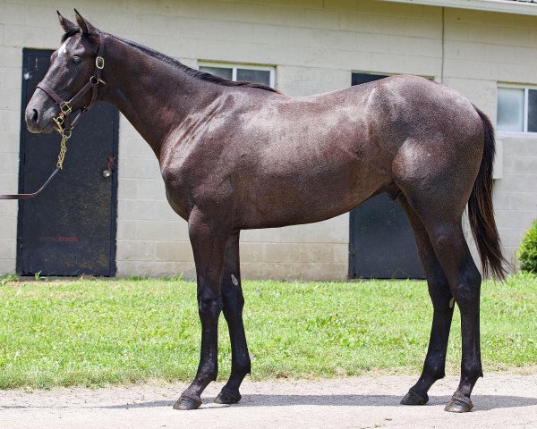 horse Hengst von Always Dreaming xx (Thoroughbred, 2020, from Always Dreaming xx)