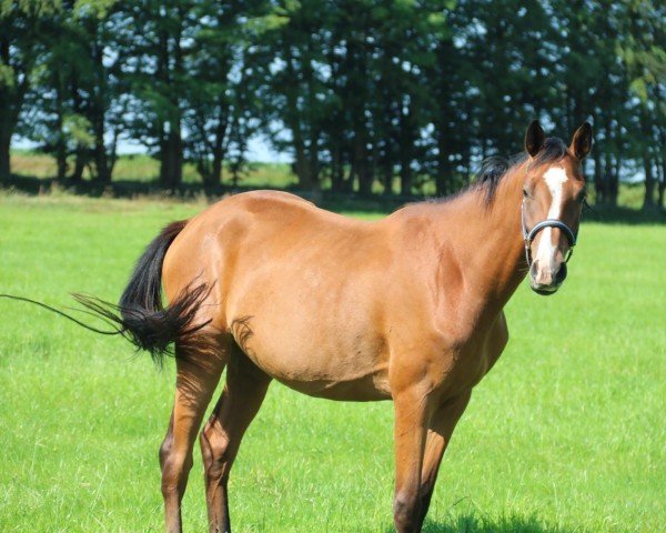 Pferd Oaklay M (Holsteiner, 2021, von Colorit)