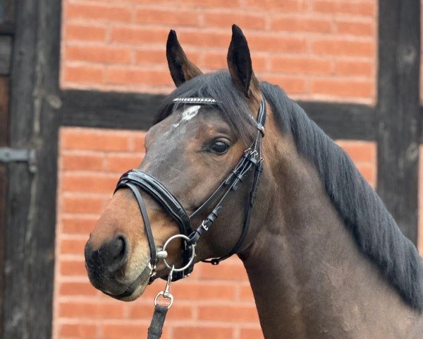Pferd Vin Lino (Deutsches Sportpferd, 2022, von Vulkato)