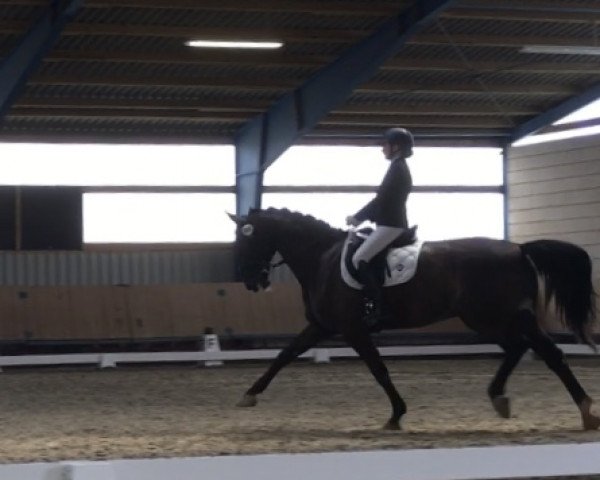 dressage horse Paulchen Panther N (Westphalian, 2004, from Potsdam) dressage horse Paulchen Panther N (Westphalian, 2004, from Potsdam)