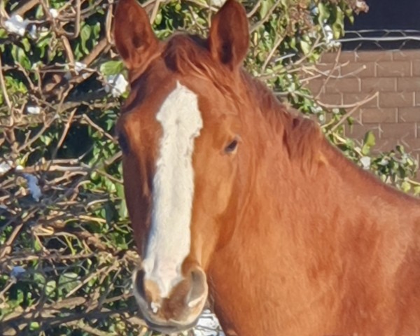 Pferd Daria MB (Hannoveraner, 2022, von Damaschino)