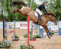 Springpferd As You Want Z (Zangersheide Reitpferd, 2017, von Atomic Z)