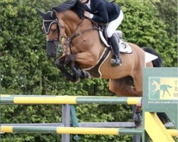 jumper Oberon van 't Lohof (Belgian Warmblood, 2014, from Eldorado van de Zeshoek)