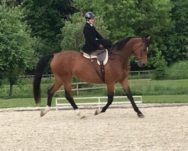 horse Tara (Trakehner, 2006, from Cadeau)