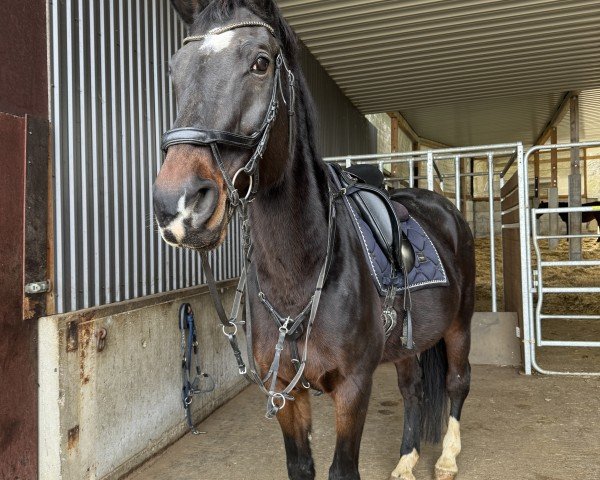 jumper Clara Bella F (Holsteiner, 2009, from Chambertin)