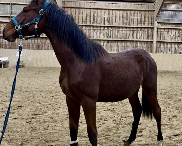 horse Donni (Westphalian, 2023, from Diro)