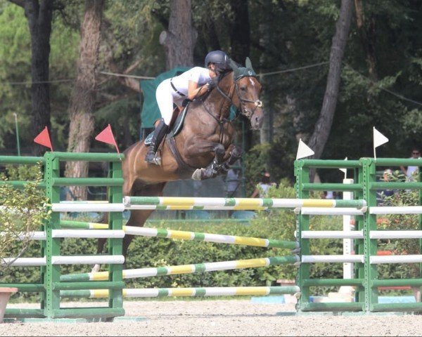 broodmare Ucherie Louise Z (Zangersheide riding horse, 2009, from Ugano Sitte)