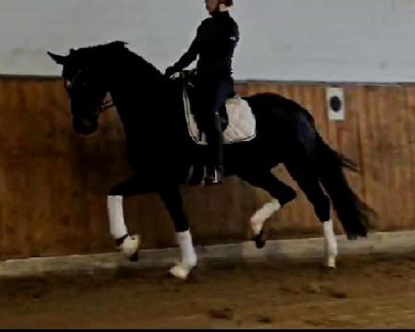 horse Grand Duchess (Oldenburg,  , from Kastel's Grand Galaxy Win)