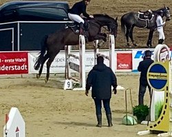 jumper Sortudo H (Hanoverian, 2010, from Satisfaction FRH)
