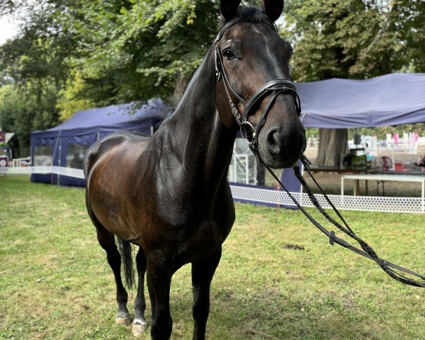 dressage horse Willi S (Hanoverian, 2008, from Walzertraum) dressage horse Willi S (Hanoverian, 2008, from Walzertraum)