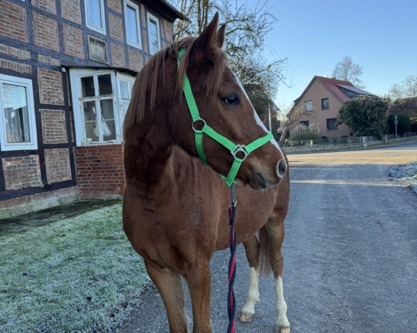 horse Clear Nalu (German Riding Pony, 2021, from Champ de Luxe)