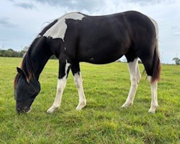 horse Candy (German Warmblood, 2023, from Sunny Boy)