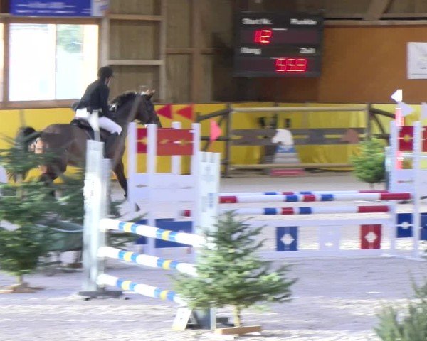 Reitturnier Dielsdorf 2025