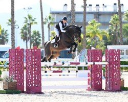 jumper Chocolate Z (Zangersheide riding horse, 2015, from Chai D)