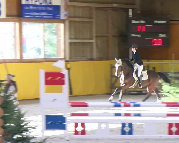 Reitturnier Dielsdorf 2025