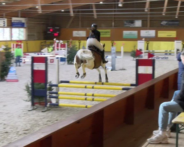 Reitturnier Dielsdorf 2025