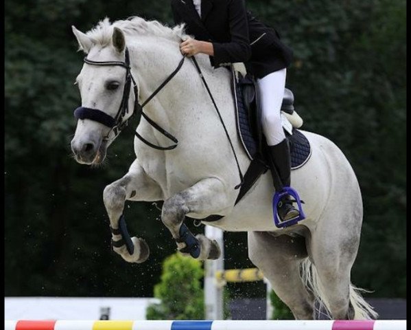 jumper Atlantic Magic (Connemara Pony, 2002, from Royal Atlantic Star)