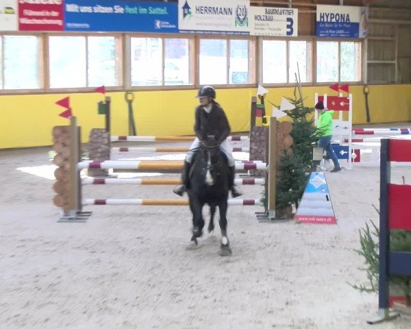 Reitturnier Dielsdorf 2025