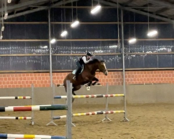 jumper Hope (KWPN (Royal Dutch Sporthorse), 2012, from Pacific)