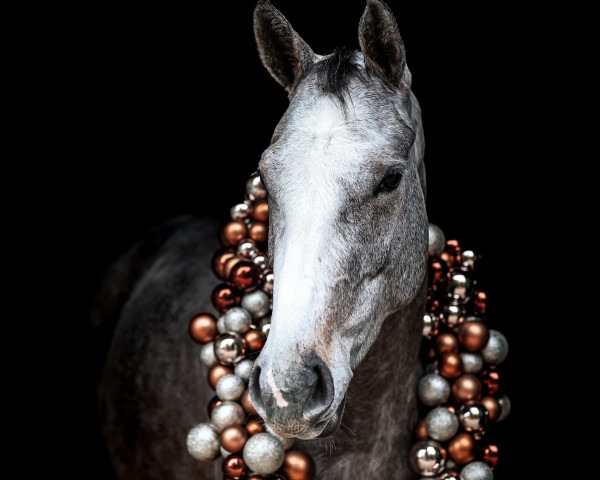 Springpferd Gala de Chalusse (Oldenburger Springpferd, 2020, von Guepard de Chalusse)