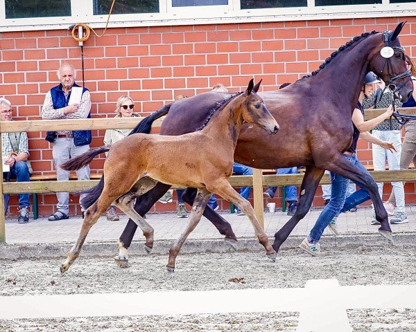 horse Glams Grace G (Westphalian, 2024, from Glamdale WP NRW)
