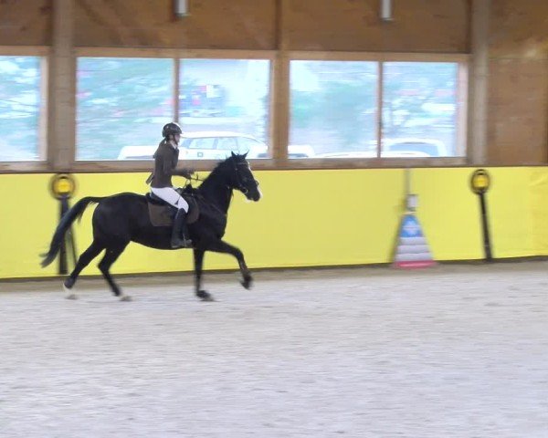 Reitturnier Dielsdorf 2025