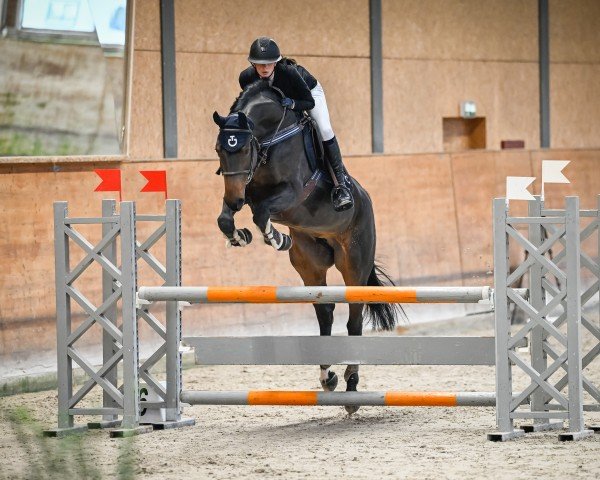 jumper Clementine 62 (Hanoverian, 2016, from Cent 15)