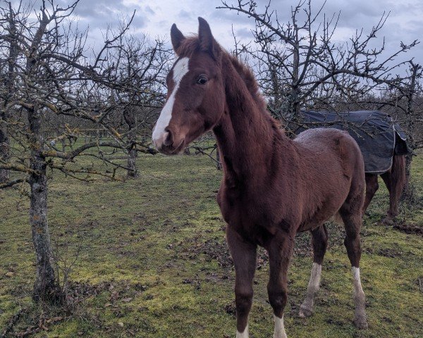 foal by Emory KH (Hanoverian, 2024, from Estobar NRW)