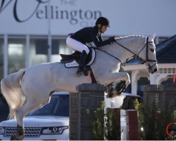 jumper Cwestoreto (KWPN (Royal Dutch Sporthorse), 2003, from Furore)