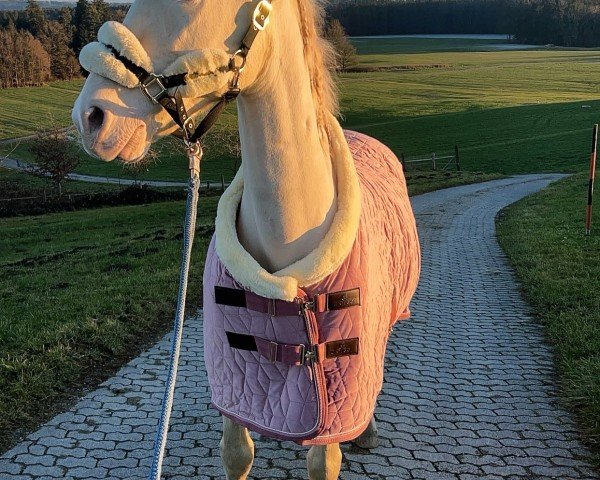 dressage horse Büffi (Pura Raza Espanola (PRE), 2014, from Brujo PM) dressage horse Büffi (Pura Raza Espanola (PRE), 2014, from Brujo PM)