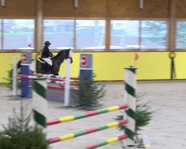 Reitturnier Dielsdorf 2025