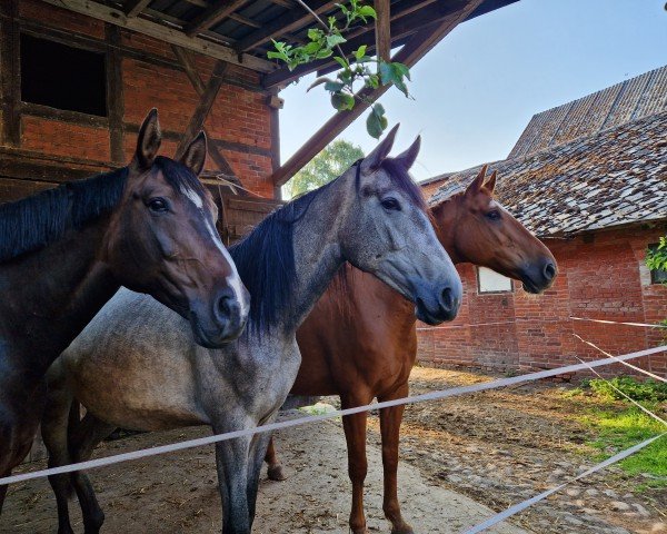 broodmare Grandessa Grey (Hanoverian, 2021, from Grey Top)